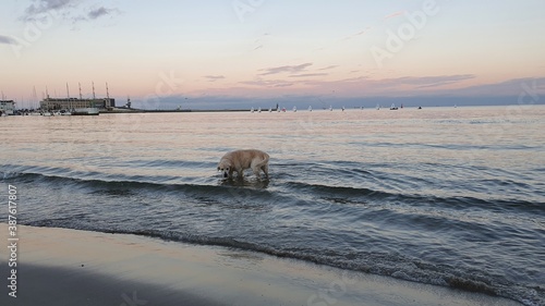 The dog is walking along the seashore at a beautiful sunset
