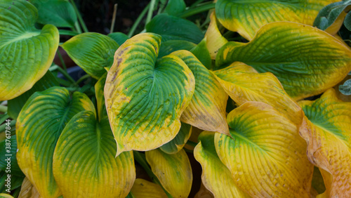 Green and yellow costa foliage in autumn showing leaf detail