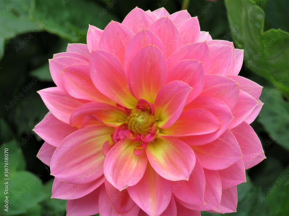 Obraz premium pink dahlia flower
