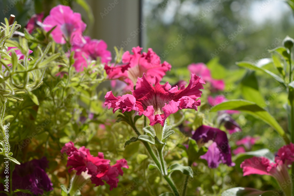 Beautiful garden on the balcony with blooming petunias.