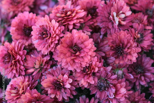 Red autumn flowers growing in a flower bed.