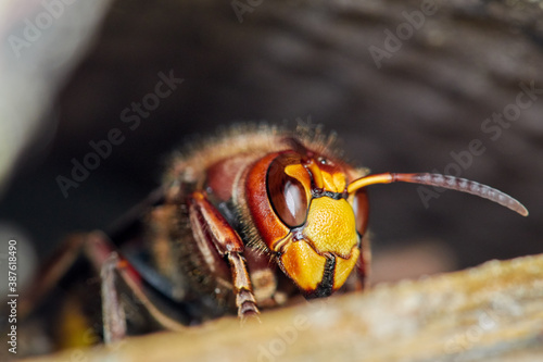 Portrait of a giant great hornet