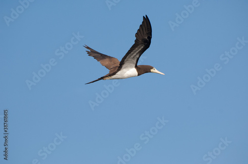 Sea Bird in flight3