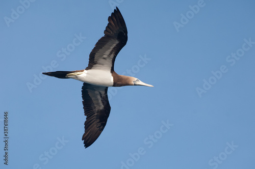 Sea Bird in flight 2