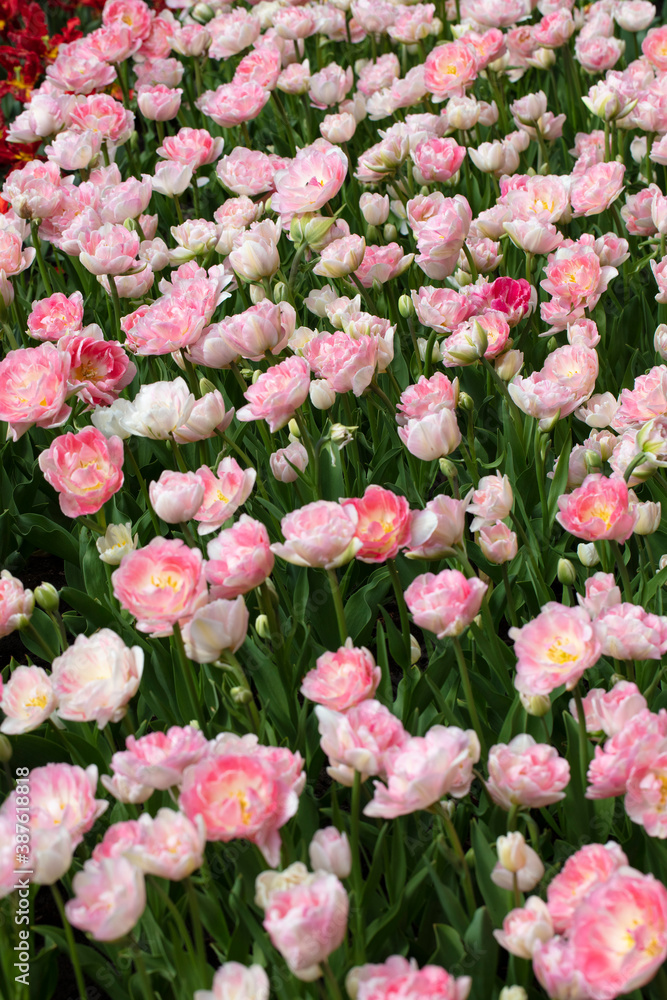 A large number of large pink tulips. Beautiful flowers. A large number of large pink tulips. Beautiful flowers.