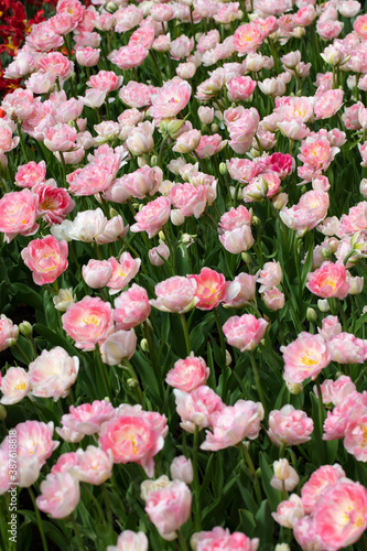 A large number of large pink tulips. Beautiful flowers.