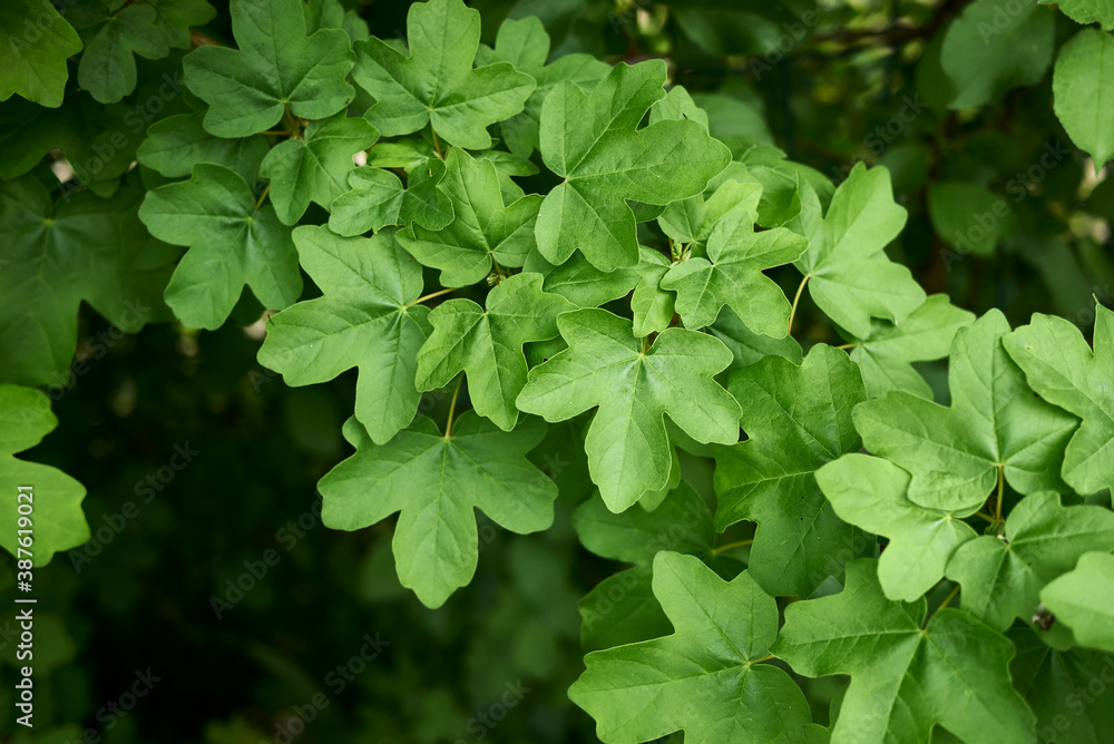 Acer campestre Acer campestre