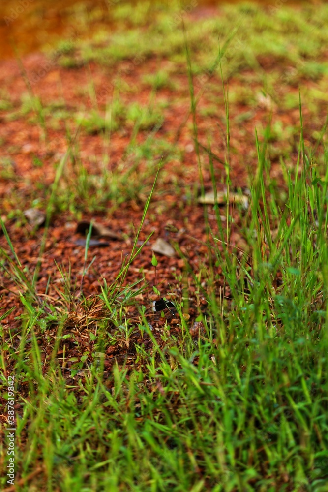 red moss on the ground red moss on the ground