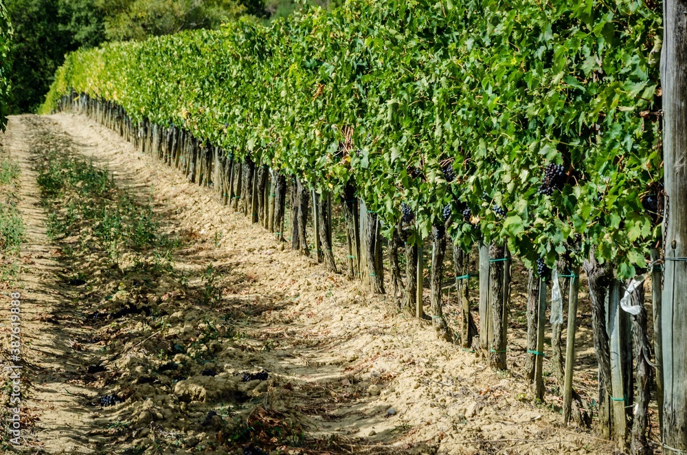 Grape havest field for wine in Tuscany, Italy.