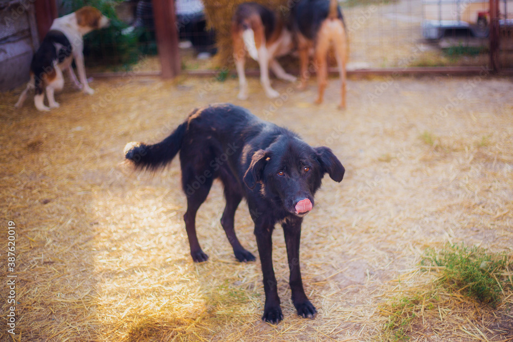 Beautiful adult dog in full growth in nature Beautiful adult dog in full growth in nature