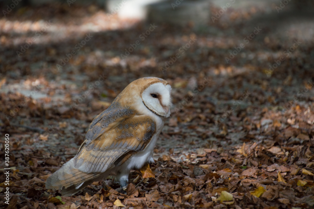 Owl Owl