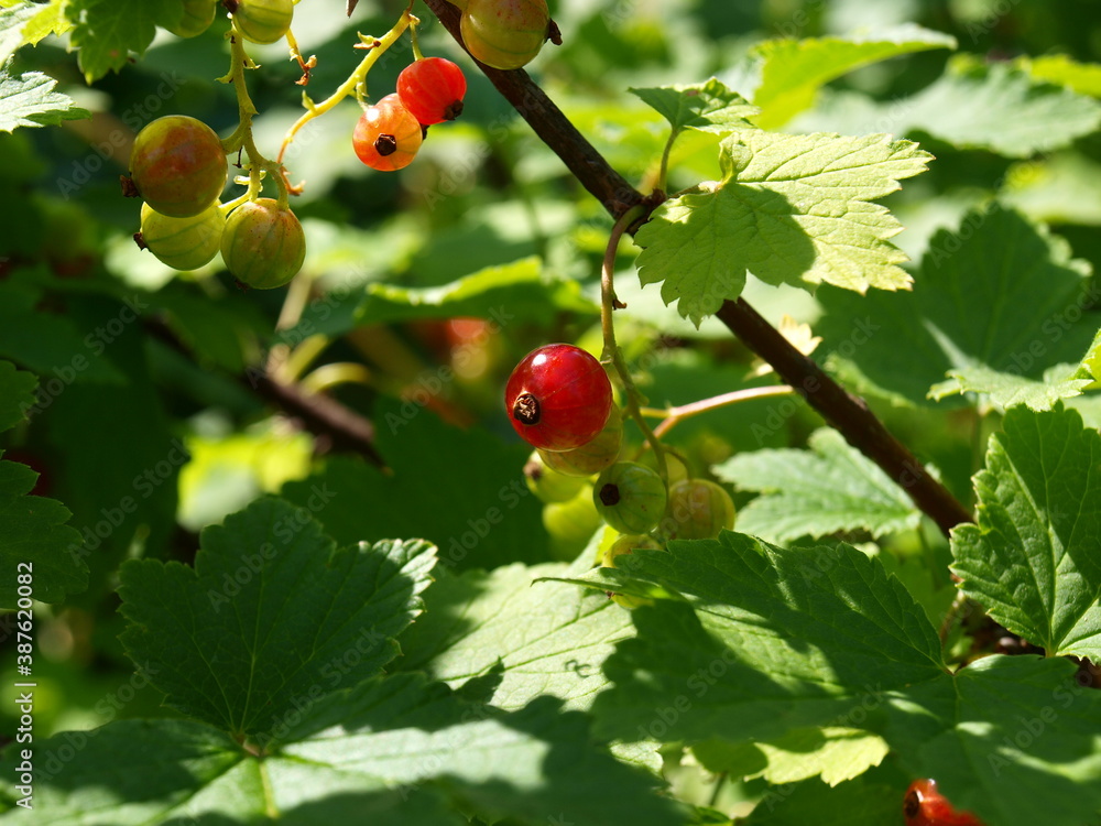 A bunch of red currant - small, sweet red berries. Close-up.