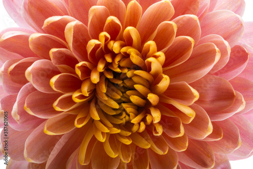 beautiful chrysanthemum flower isolated
