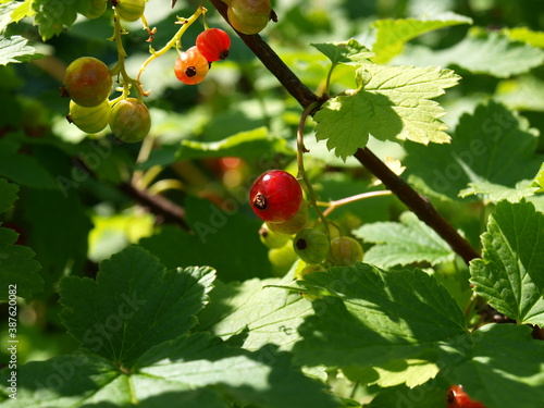 A bunch of red currant - small, sweet red berries. Close-up.