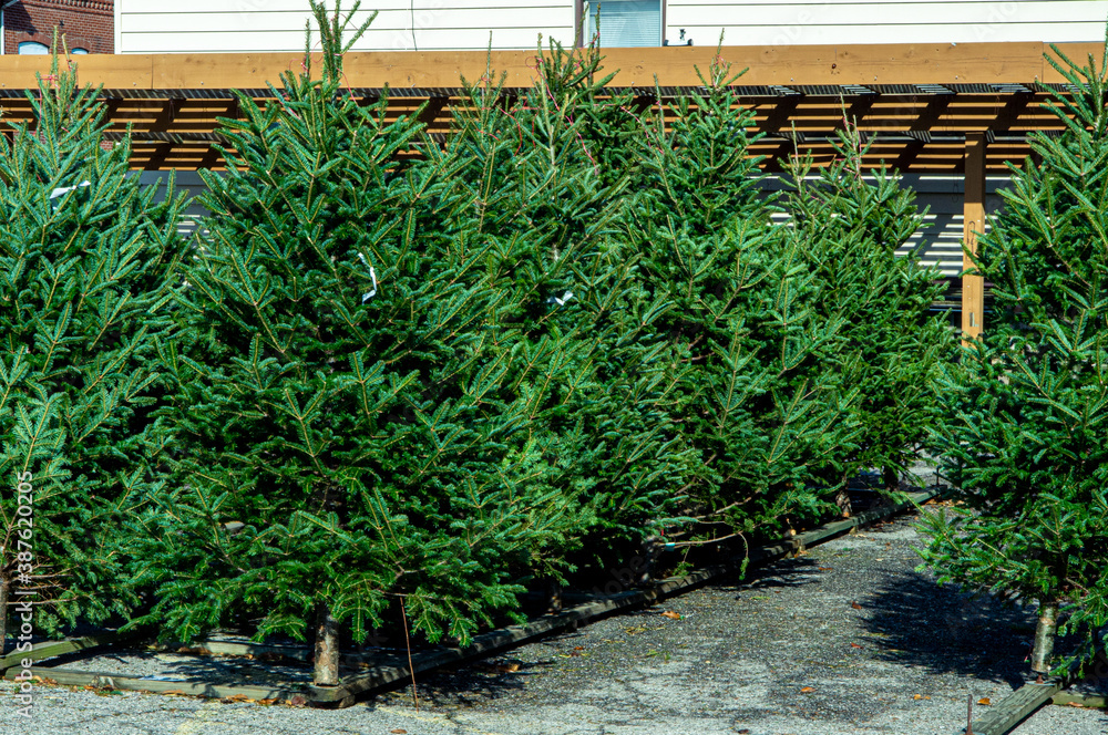 Rows of fresh cut evergreen fir and pine trees on display for sale at holiday Christmas tree lot.