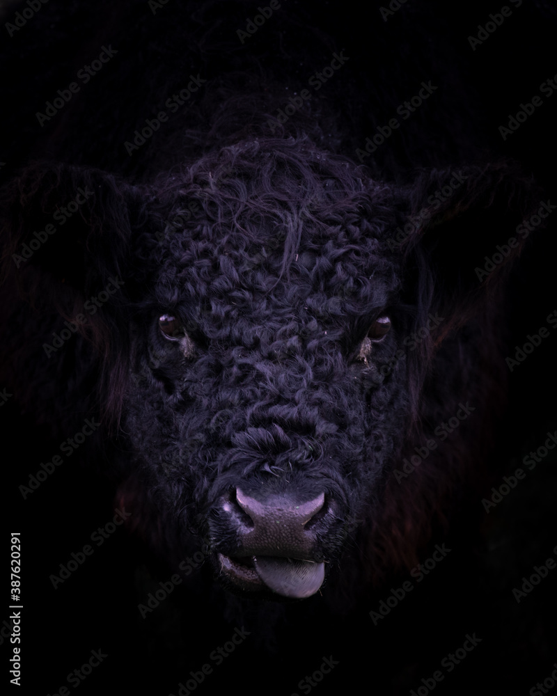 A close up face portrait of a dark black galloway cattle cow with an angry face A close up face portrait of a dark black galloway cattle cow with an angry face