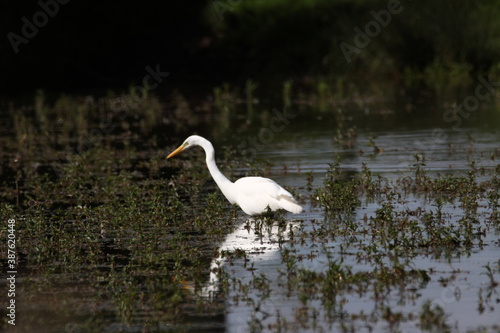 A great White Egret in the water