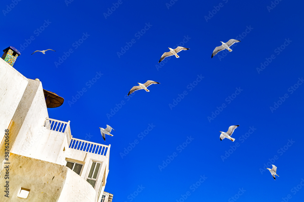 White house,deep blue sky and the fluttering seagulls above the roofs,this is one of typical lovely scenery of Atlantic coast of Africa
