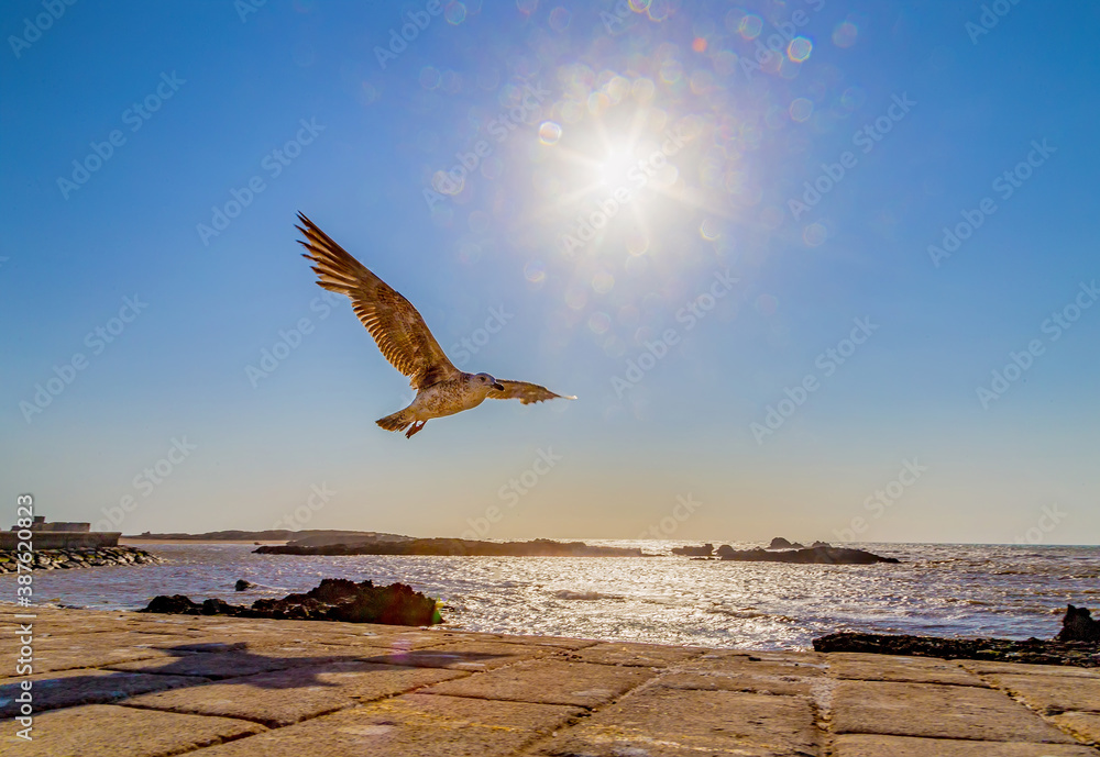 Fototapeta premium Seagull flying at sunset in Essaouria Harbor