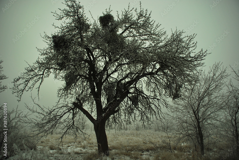 Zimowy zarys przydrożnego drzewa - obrazy, fototapety, plakaty 