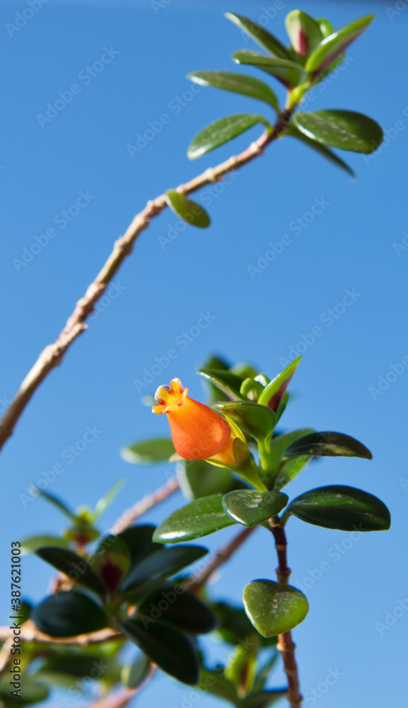 Obraz premium Hypocyrta or Nematanthus against blue sky background