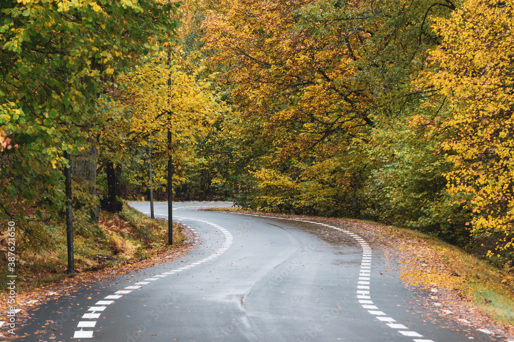 Fototapeta premium Curvy asphalt road through autumn landscape with colorful foliage in October in Sweden. Trees on both sides of the street. Copy space and place for text.