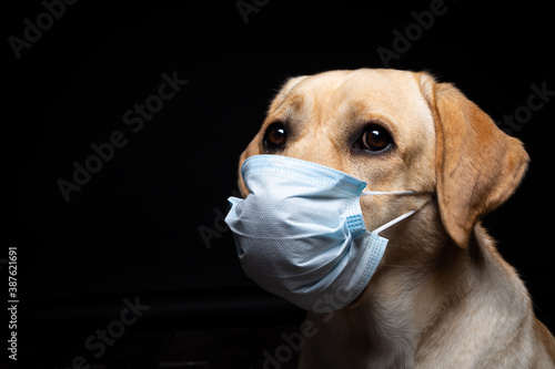 Close-up of a Labrador Retriever dog in a medical face mask. © Evgeny Leontiev