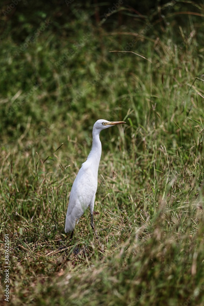 great white heron great white heron