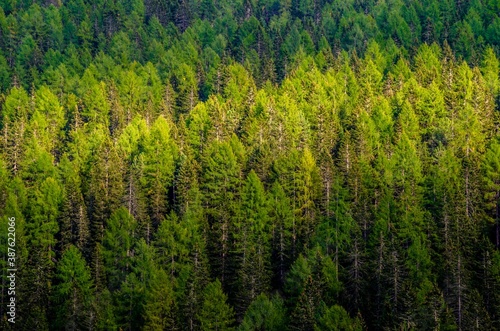 Pine trees in Dolomite   Italy