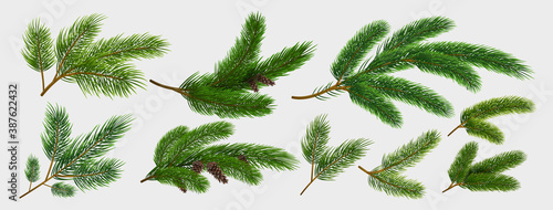 Fir branches. Realistic pine tree Christmas decorative elements isolated on white background collection, green spruce tree branch with brown cone. New year botanical vector winter holiday design set