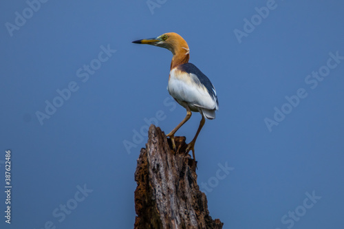 the great egret standing in branch