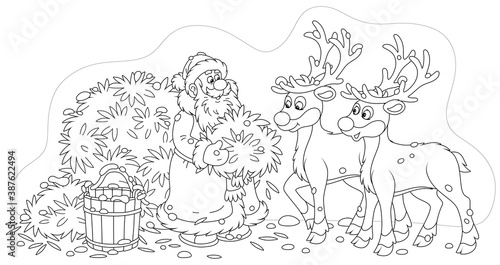 Santa Claus feeding reindeer with tasty hay before his magic journey around the world in the Christmas night  black and white outline vector cartoon illustration for a coloring book page