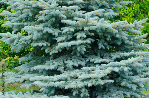 Fluffy blue christmas tree close-up.