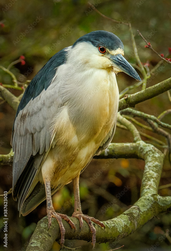 Black Crowned Night Heron, Pawley's Island, 01-14-2020 Black Crowned Night Heron, Pawley's Island, 01-14-2020