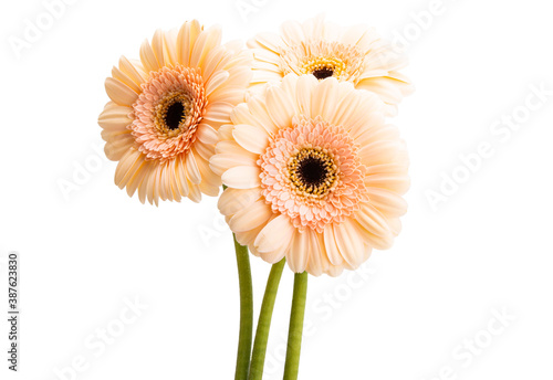 gerbera flower isolated