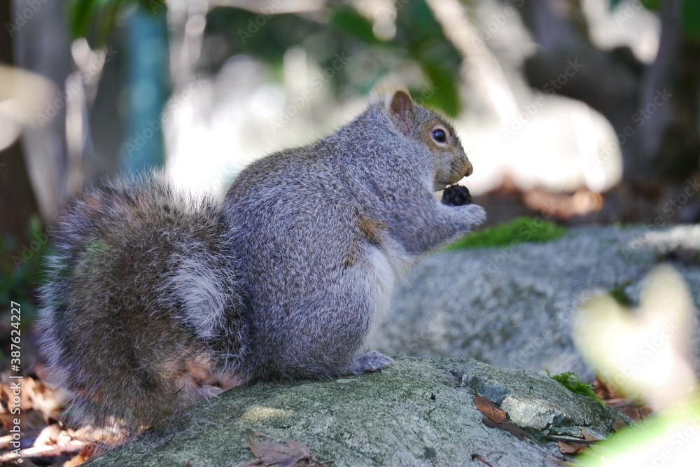 Obraz premium カナダにいる野生のリス