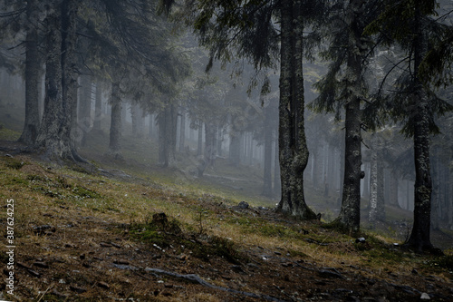 Bild auf Leinwand Foggy dark forest with a black slope