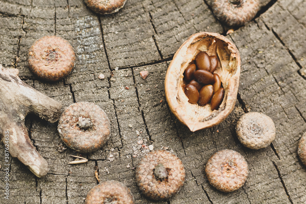 Natural wood background. Acacia seeds, walnut shells, caps of acorns on a stump. Natural wood background. Acacia seeds, walnut shells, caps of acorns on a stump.