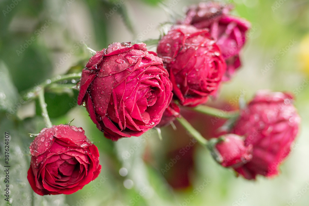 Fresh red roses after rain, with water-drops. Fresh red roses after rain, with water-drops.