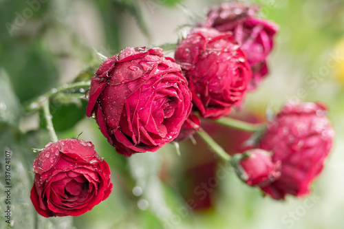 Fresh red roses after rain  with water-drops.