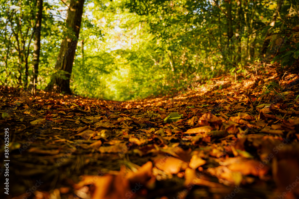 Herbstspaziergang Herbstspaziergang