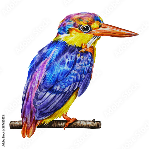 Small bird ruby kingfisher. Watercolor. Illustration. Hand drawn. Template. Closeup.