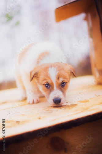 Little puppy, funny puppy, cute puppy portrait, close-up of a puppy