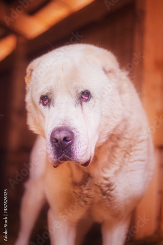 A beautiful big white dog of the Alabai breed in his house