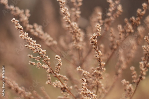 dried flowers of Artemisia © Наталья Старова