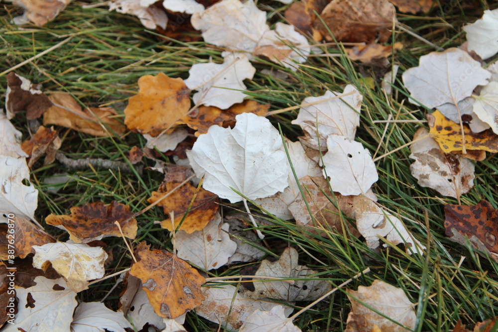 fallen leaves of silver poplar