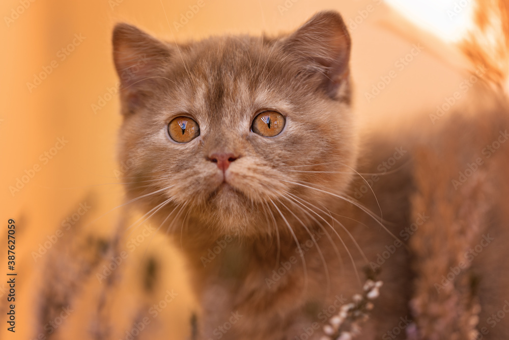 Britisch Kurzhaar Langhaar Kitten Katzenkind 