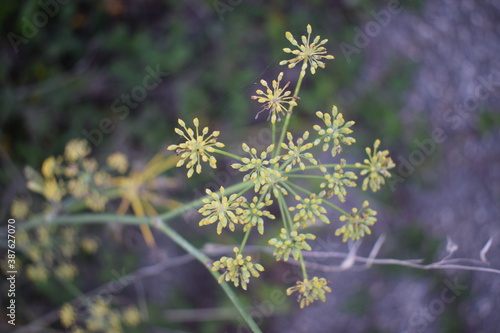 Immature fruits of wild fennel (Foeniculum vulgare) photo