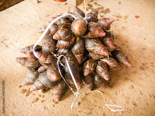 Giant snails in an African market photo