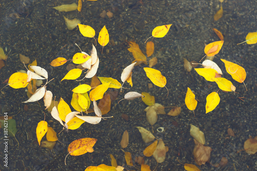 Fallen yellow leaves floating on the water surface